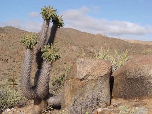 Pachypodium namaquanumun çöldeki görüntüsü