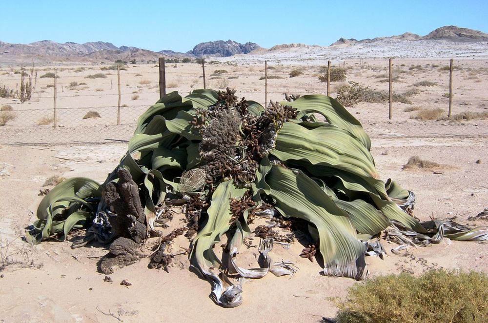geniş yapraklı Welwitschia mirabilis bitkisi
